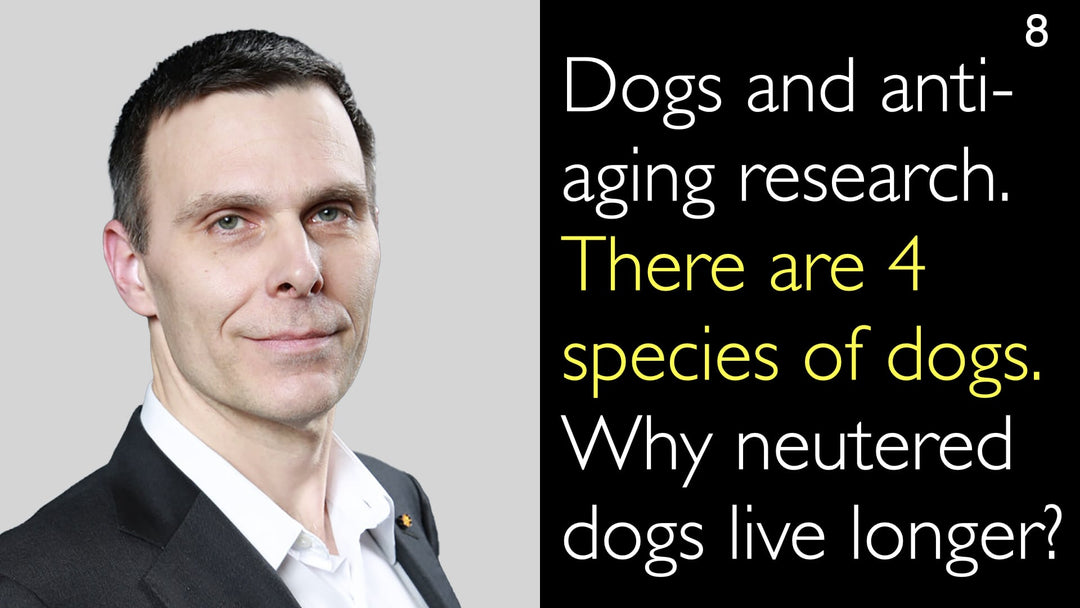 Hunde og anti-aging-forskning 
 Der findes fire hunderacer, der ofte anvendes i studier om aldring. Hvorfor lever kastrerede hunde længere?