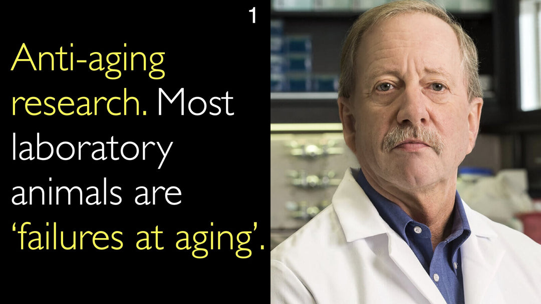 Anti-aging-forskning. De fleste forsøgsdyr er "aldringsmæssige defekter".